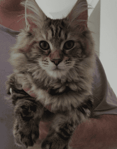 MainePaws Maine Coon Cat in the arms