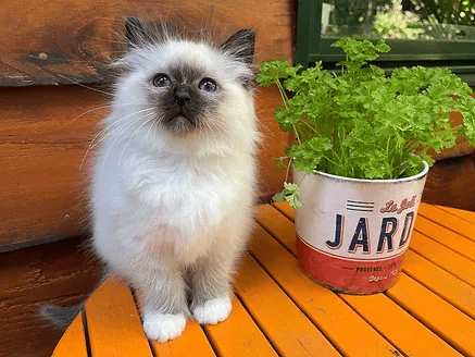 Ktique Birman Cat on the table