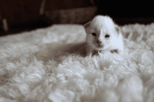 Ktique Birman kitten on a blanket