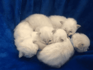 Ktique Birman bunch of kittens on a blanket