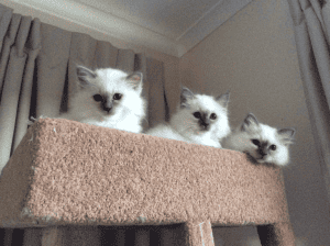 Kucinta birmans kittens on a stand