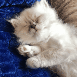 Kucinta birmans kitten on a blanket