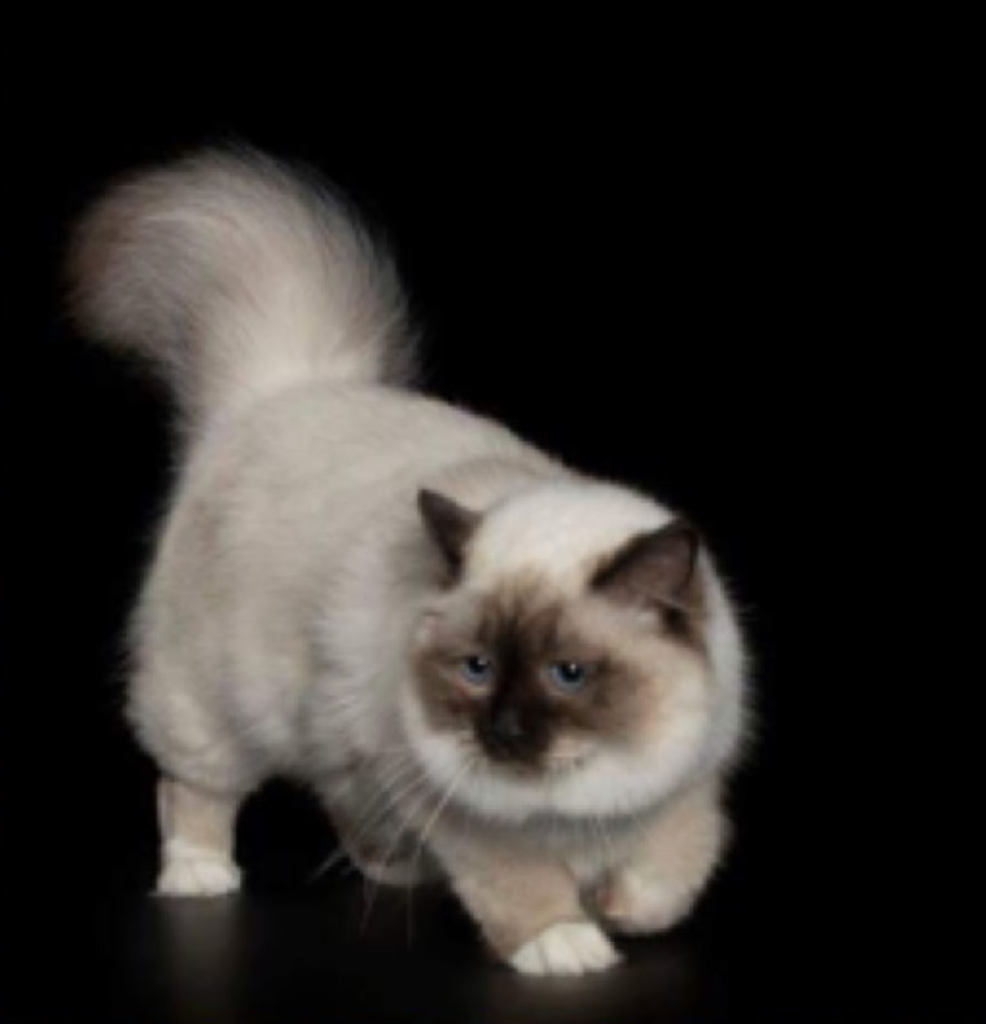 Mattaky Birman Cat