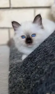 Miciah Birman kitten