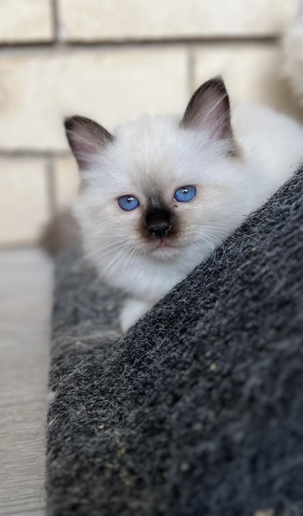 Miciah Birman kitten