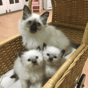 Monalea Birman Cat with kittens in a stroller