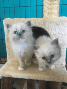 Monalea Birman kittens on a stand