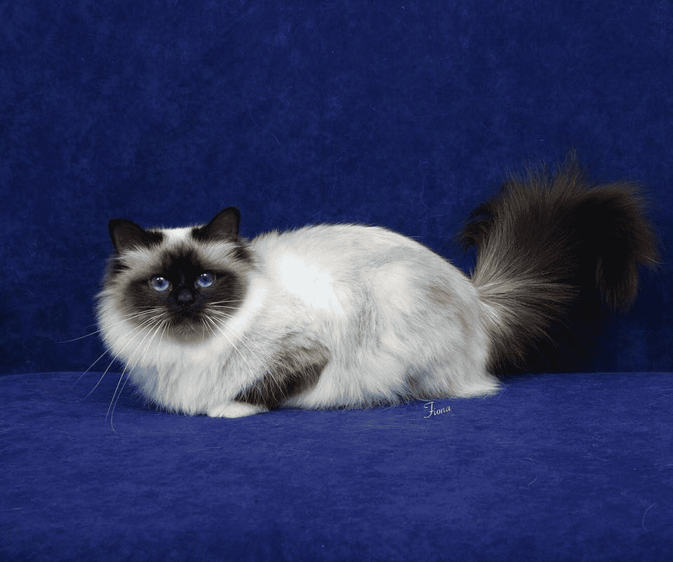 Soft As Silk Birmans Cat