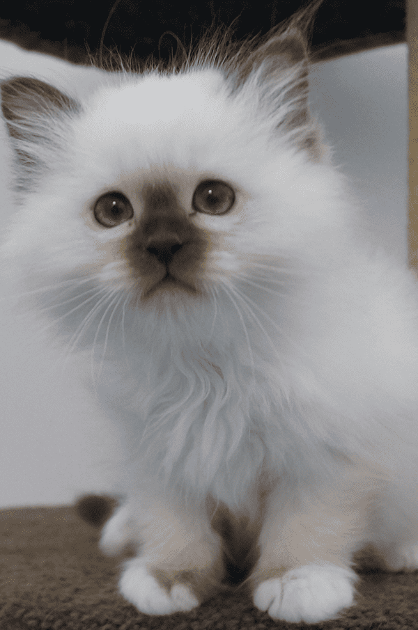 Spellbound Birman kitten on a stand
