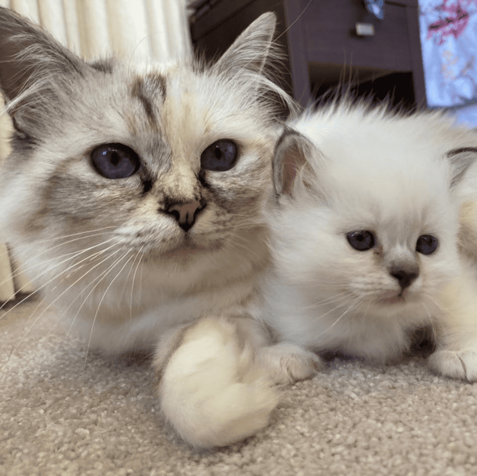 Sunsoar Birmans Cat with kitten