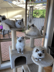 Sunsoar Birmans kittens on a stand
