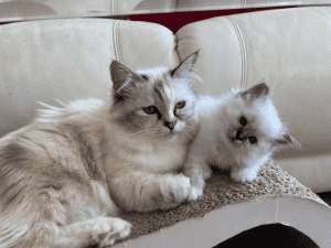 Sunsoar Birmans Cat with kitten on a stand