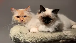 BOREALIS BIRMANS Cats on a stand