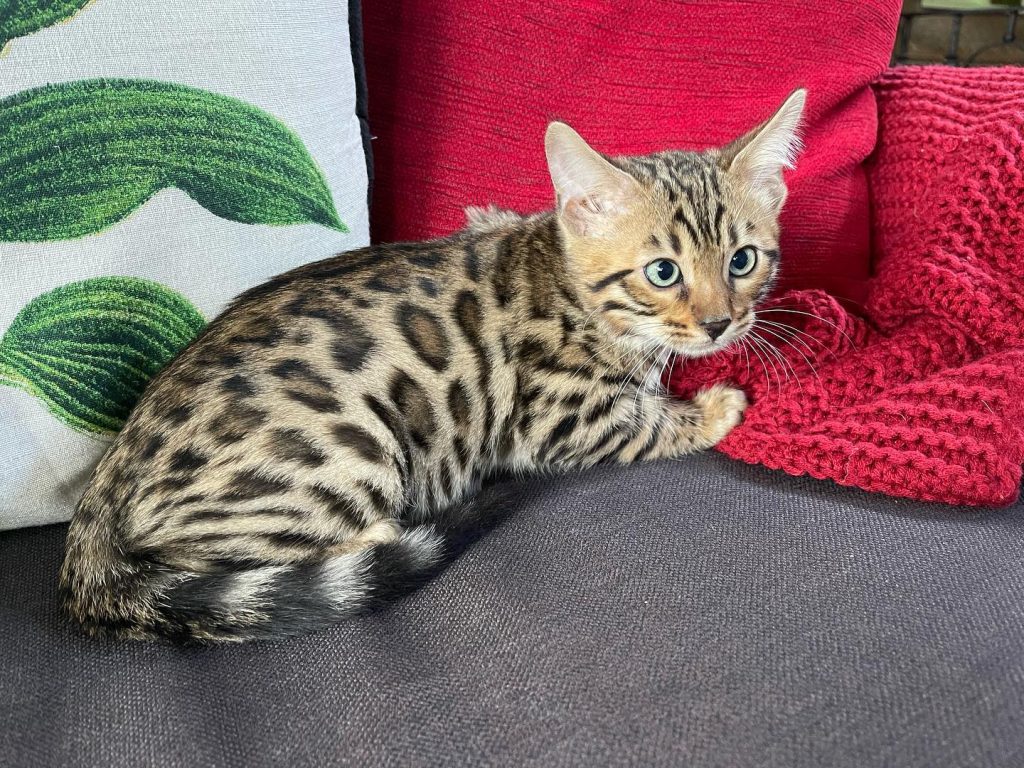 Tijah BENGALS kitten on the sofa