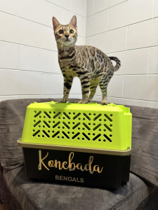 KONEBADA BENGAL Cat on a carrier
