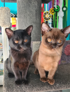 Miamber BURMESE kittens on a stand