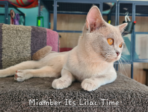 Miamber BURMESE Cat on a stand