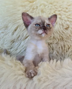 Khalila BURMESE kitten on a blanket