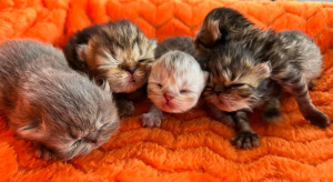Khalila BURMESE kittens on a blanket