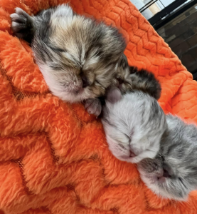 Khalila PERSIANS kittens