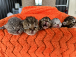 Khalila PERSIANS kittens