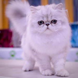 Khalila PERSIAN Cat
