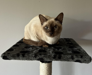 Keshenalana BURMESE Cat on a stand