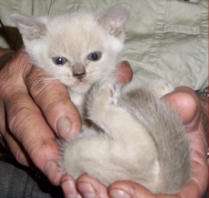 Favori Burmese kitten in hand
