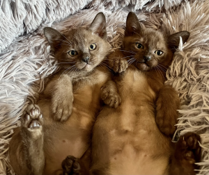 Ducatti BURMESE kittens on a blanket