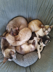 KIEWA CORNISH REX Cats on a pillow