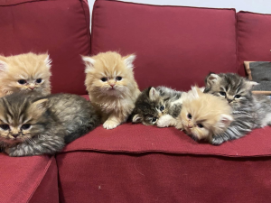 PRINCECAT PERSIAN kittens on a sofa