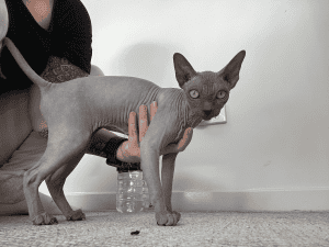 NAKED SPHYNX Cat in hand