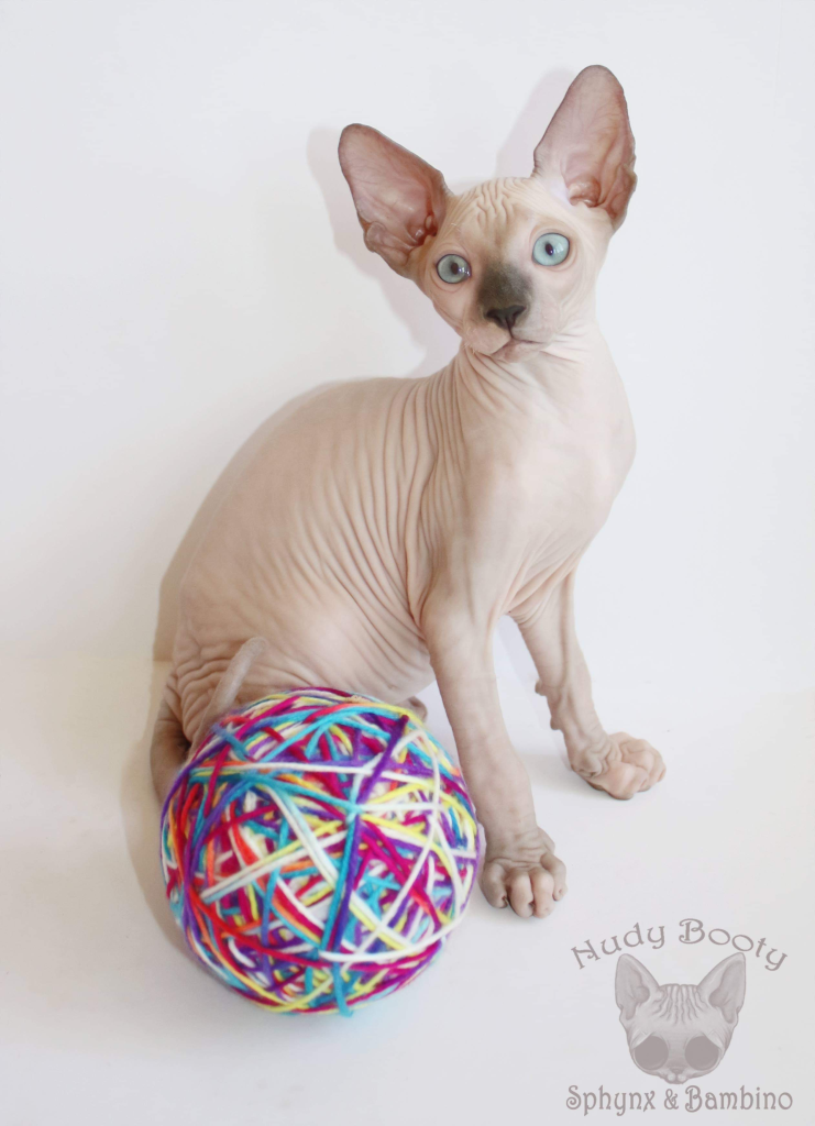 Nudy Booty SPHYNX Cat