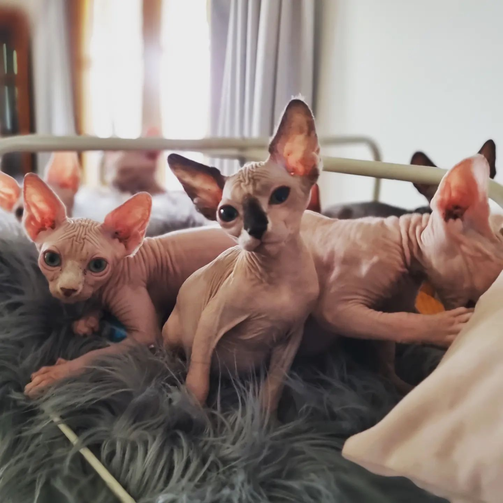 Prettyskinz Sphynx kittens on a blanket