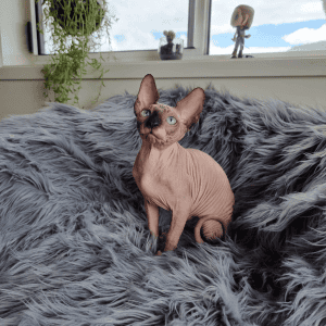 Prettyskinz Sphynx kitten on a blanket