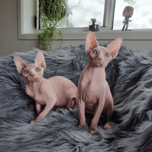 Prettyskinz Sphynx kittens on a blanket