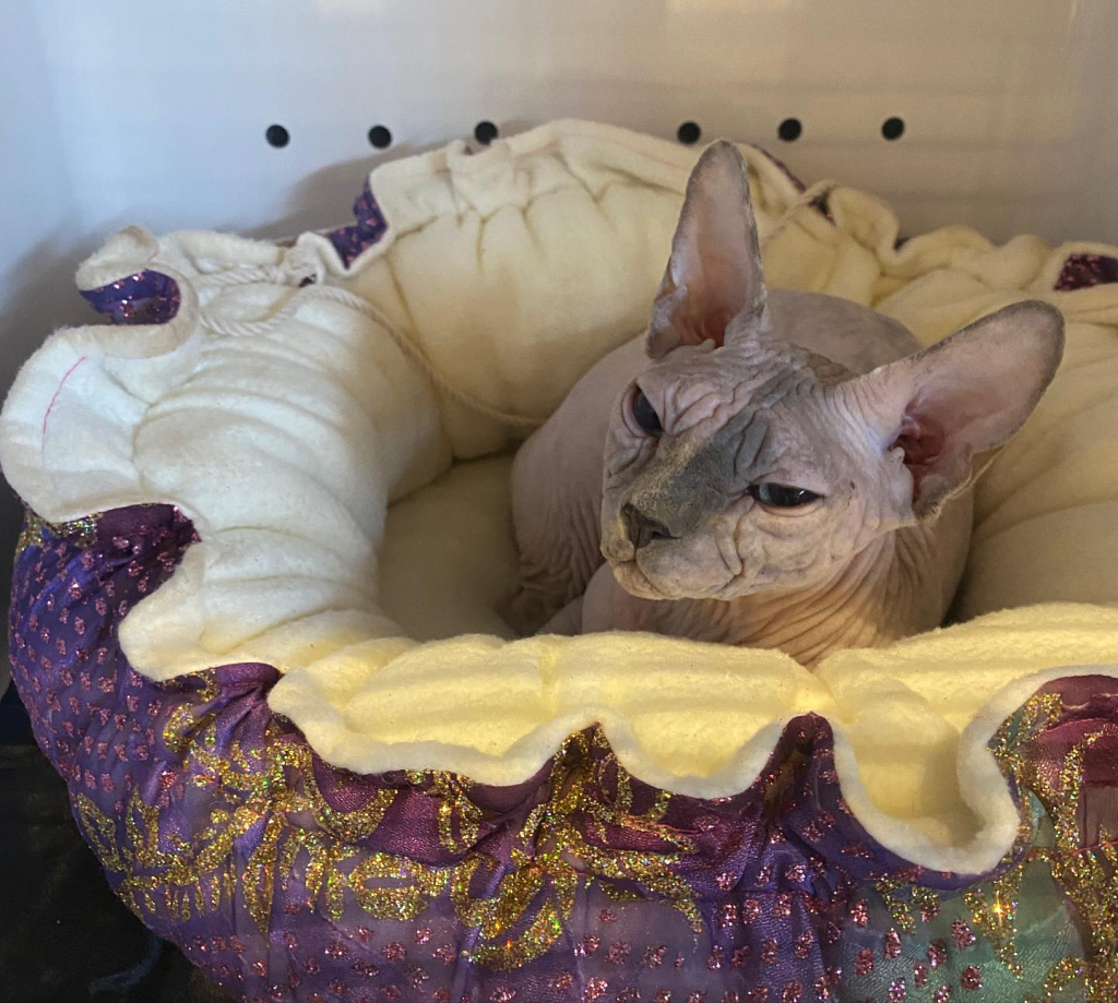 SEMPRE SPHYNX Cat
