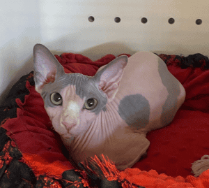 SEMPRE SPHYNX Cat in bed