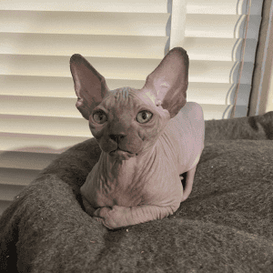 SEMPRE SPHYNX Cat on a blanket