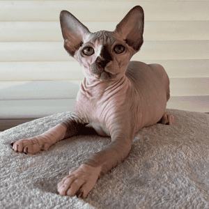 SEMPRE SPHYNX Cat on carpet