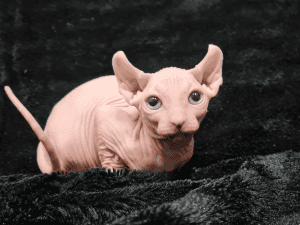 Skinnydippin Sphynx Cat on a blanket