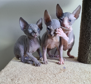 Skinnydippin Sphynx kittens on a stand