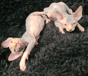 Skinnydippin Sphynx kittens on a blanket