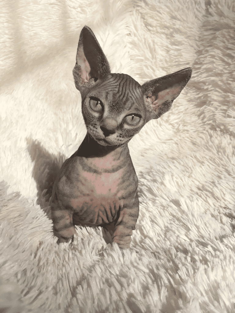 SPHYNXWILLOW SPHYNX kitten on a blanket