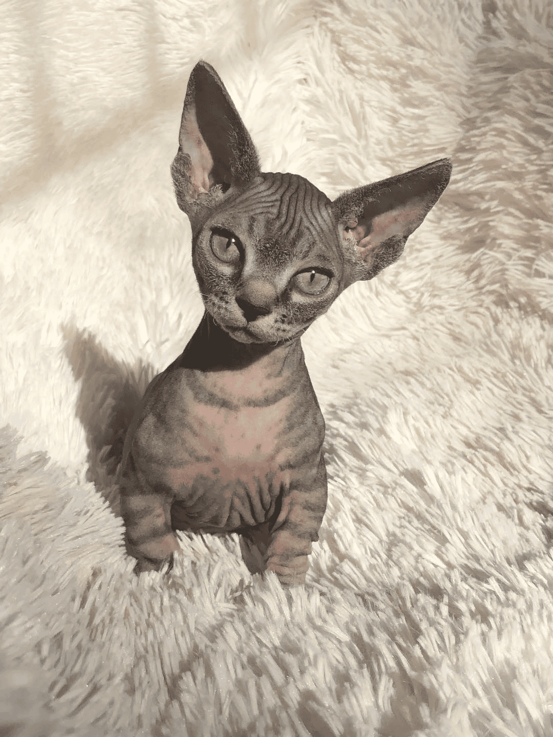 SPHYNXWILLOW SPHYNX Registered Sphynx breeder