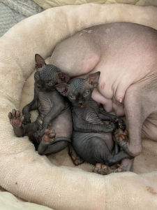 SPHYNXWILLOW SPHYNX Cat with kittens in bed
