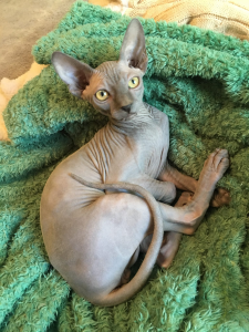 Tarkoo SPHYNX Cat on a blanket