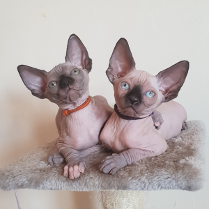 NAKED BEAUTY SPHYNX Cats on a stand