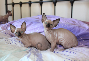 NAKED BEAUTY SPHYNX kittens on the bed