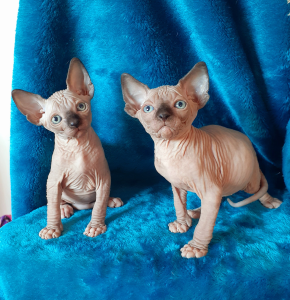 NAKED BEAUTY SPHYNX kittens on a blanket